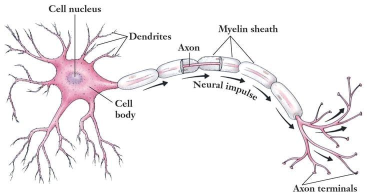 Diagram of a neuron, labeling the cell nucleus, cell body, dendrites, axon, myelin sheath, the direction of the neural impulse, and the axon terminals