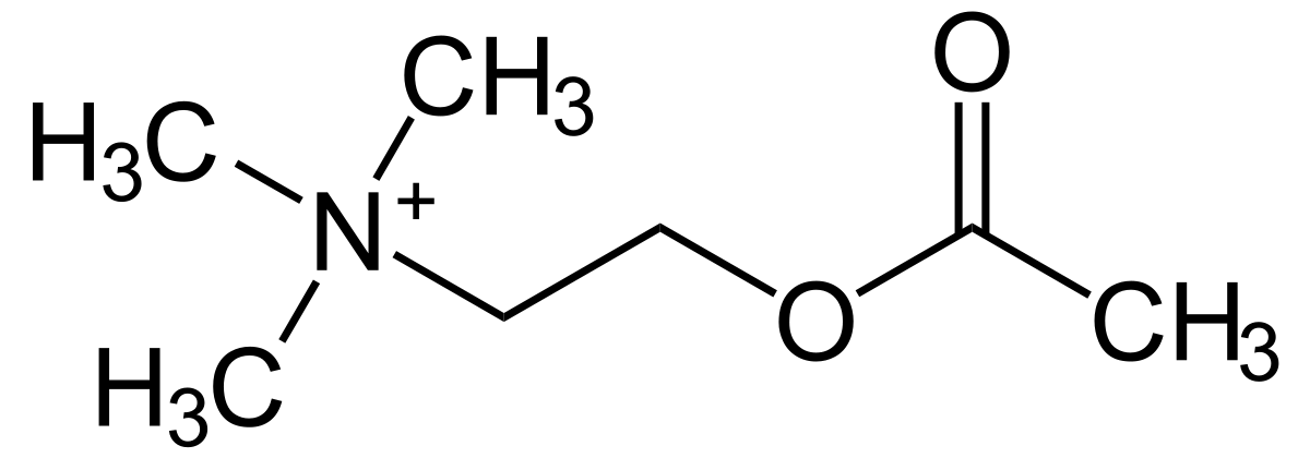 Skeletal structure of the acetylcholine molecule
