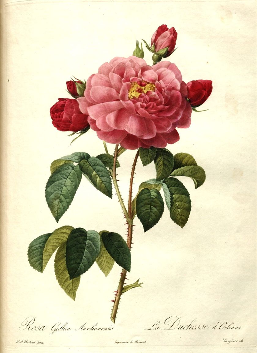 A botanical plate of a pink rose in full bloom with three red buds, its stem covered in thorns from top to bottom